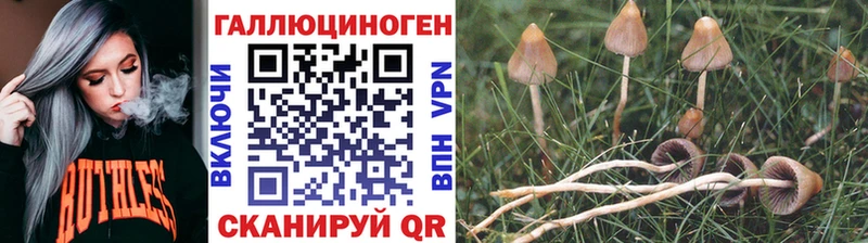 наркота  Кувандык  Псилоцибиновые грибы Psilocybe 